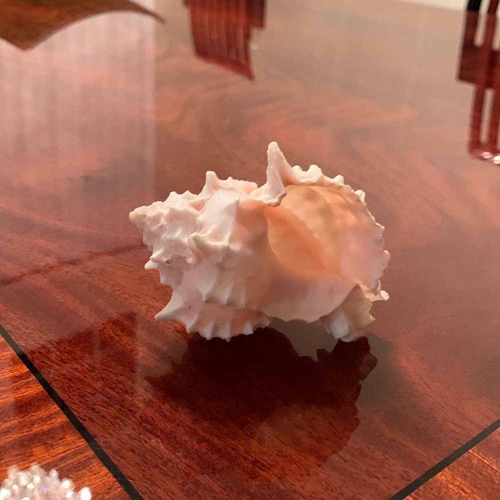 Seashell
